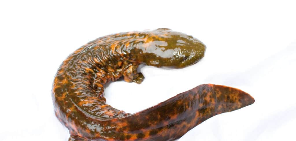 Hellbender Meaning