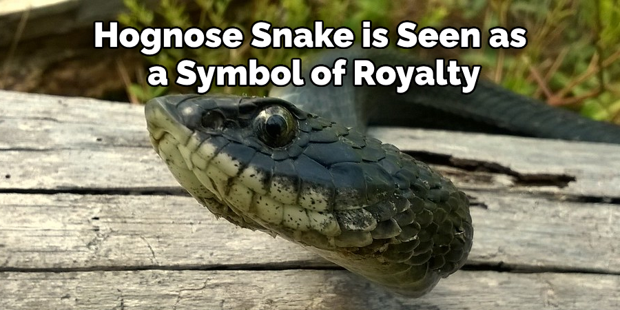 Hognose Snake is Seen as  a Symbol of Royalty