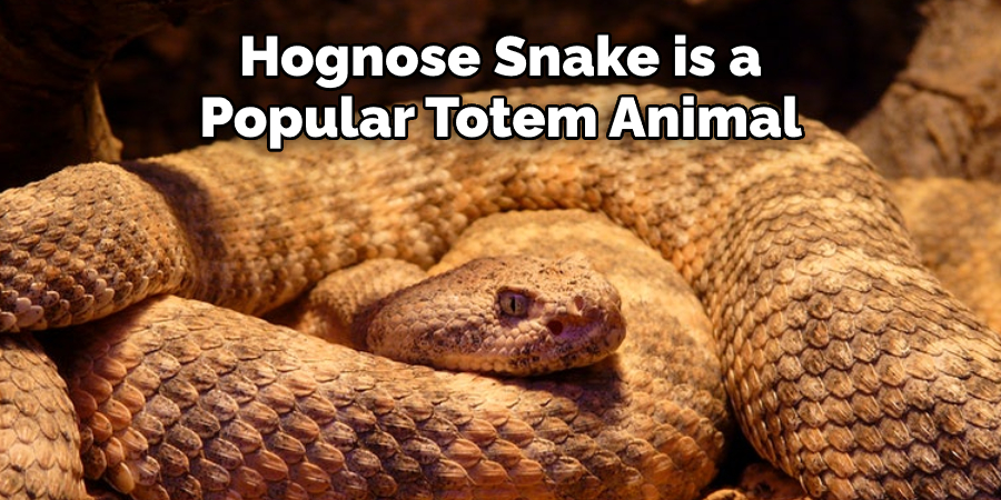 Hognose Snake is a Popular Totem Animal