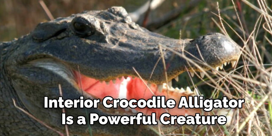 Interior Crocodile Alligator  Is a Powerful Creature