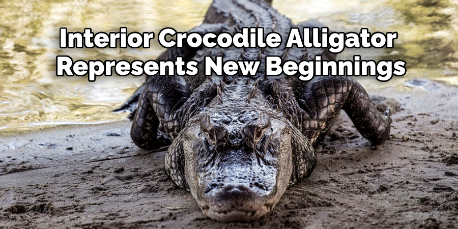 Interior Crocodile Alligator  Represents New Beginnings