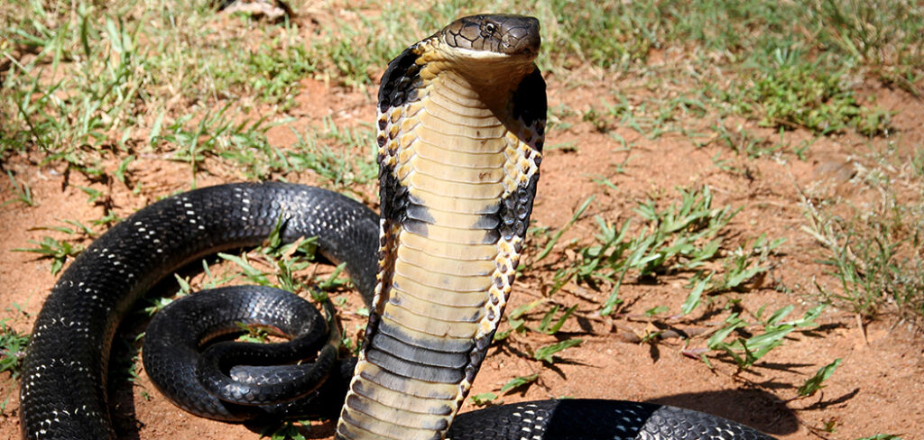 King Cobra Spiritual Meaning Symbolism And Totem 2022 