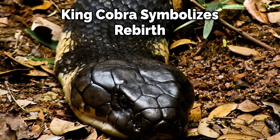 King Cobra Symbolizes Rebirth