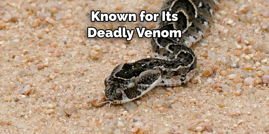 Known for Its Deadly Venom