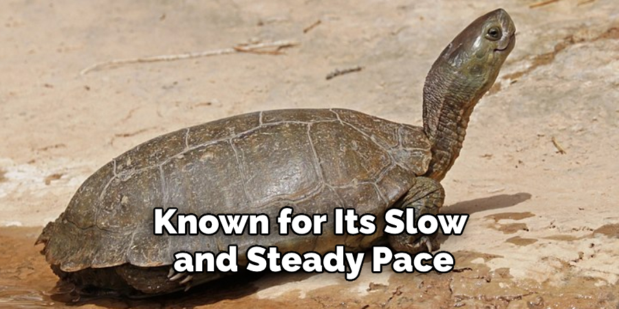 Known for Its Slow  and Steady Pace