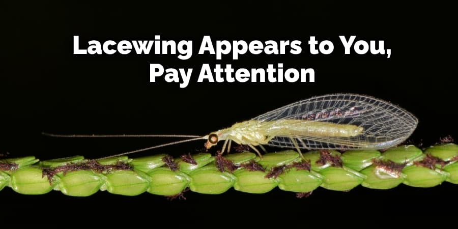 Lacewing Appears to You,  Pay Attention 