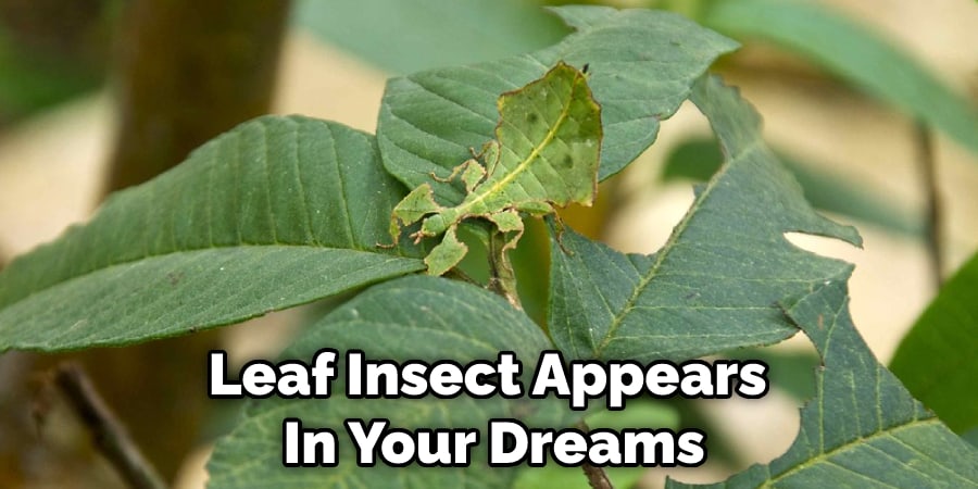 Leaf Insect Appears  In Your Dreams