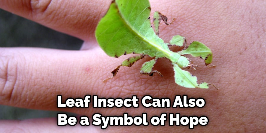 Leaf Insect Can Also  Be a Symbol of Hope