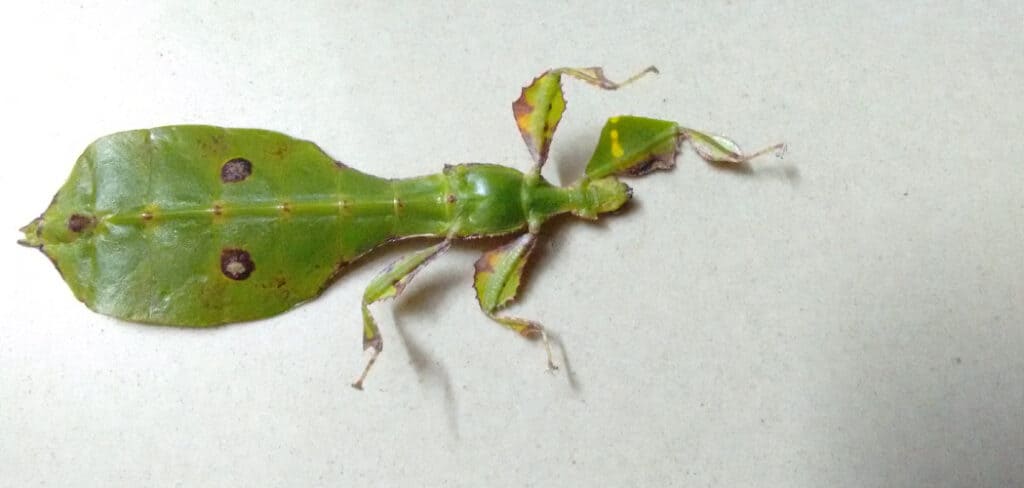 Leaf Insect Spiritual Meaning