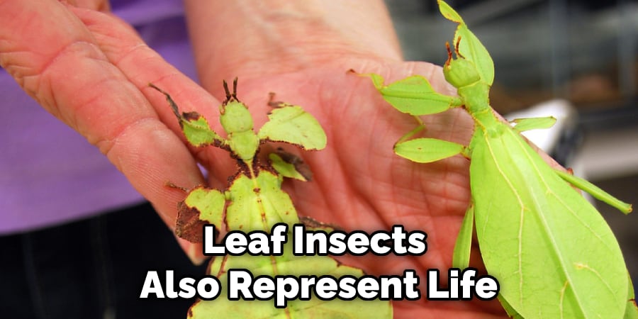 Leaf Insects  Also Represent Life