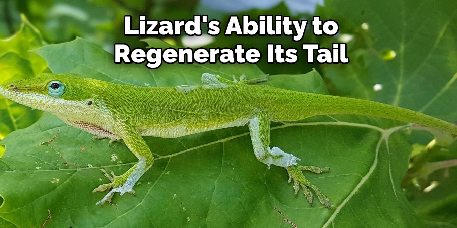 Lizard's Ability to Regenerate Its Tail