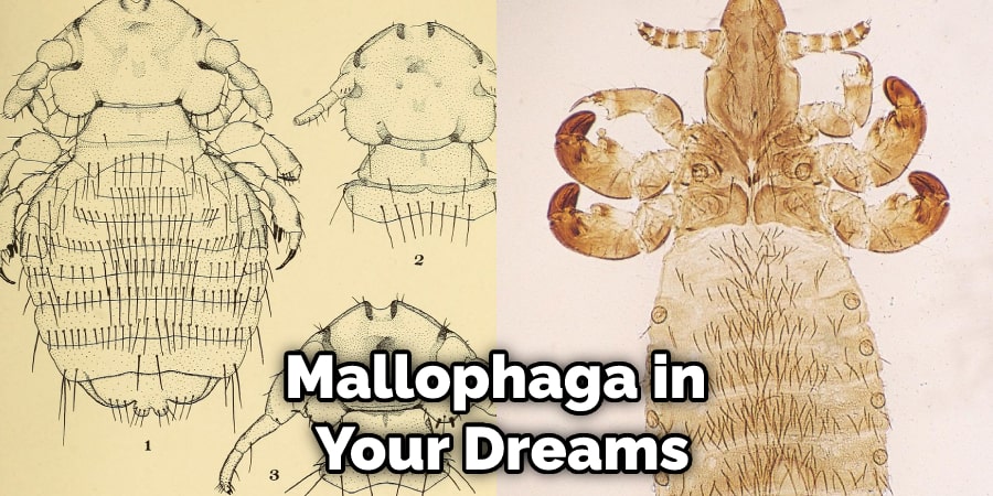 Mallophaga in  Your Dreams