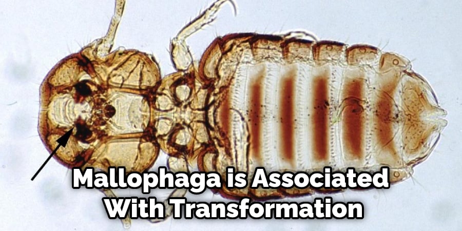 Mallophaga is Associated  With Transformation
