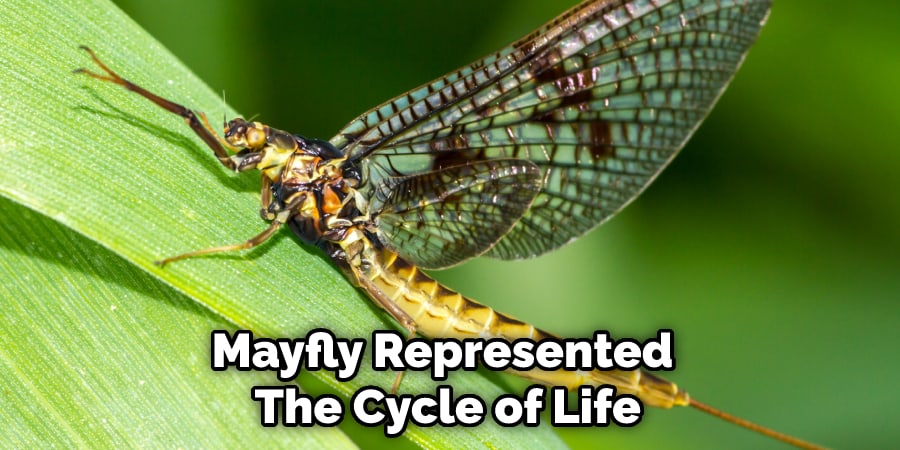Mayfly Represented  The Cycle of Life