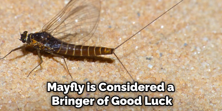 Mayfly is Considered a  Bringer of Good Luck