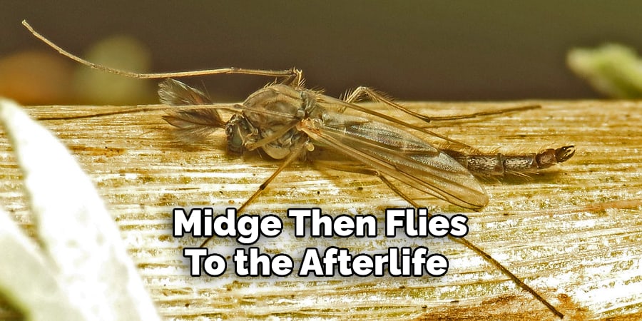  Midge Then Flies  To the Afterlife