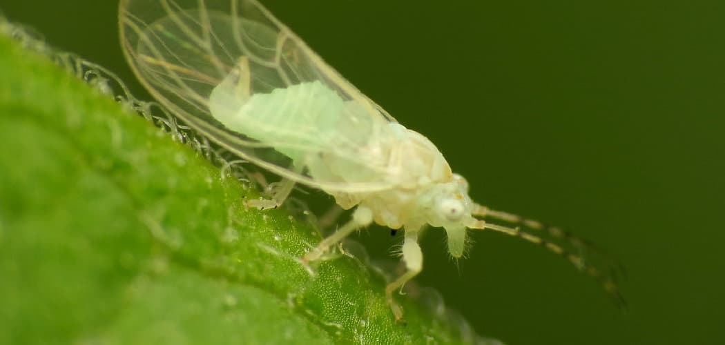 Psyllid Meaning