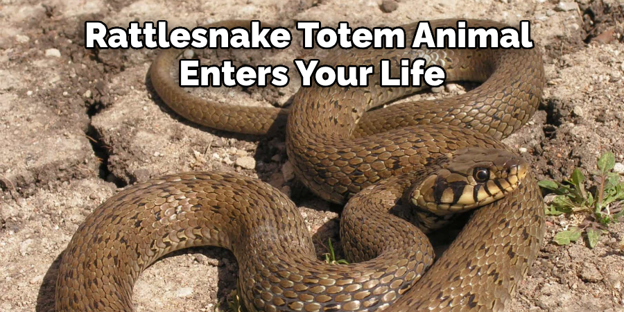 Rattlesnake Totem Animal  Enters Your Life