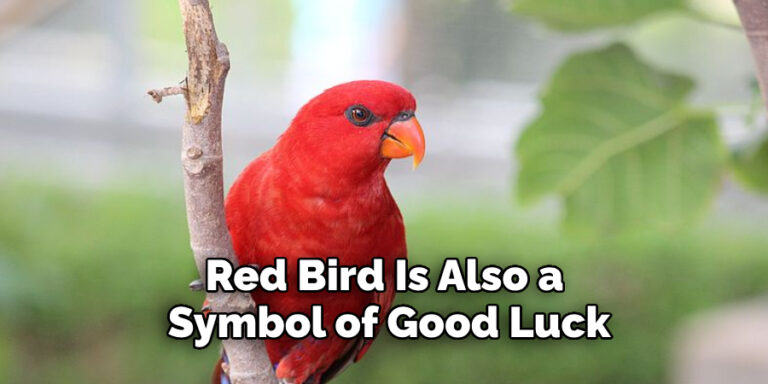 red-bird-spiritual-meaning-symbolism-and-totem-explained