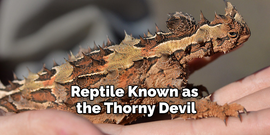 Reptile Known as  the Thorny Devil