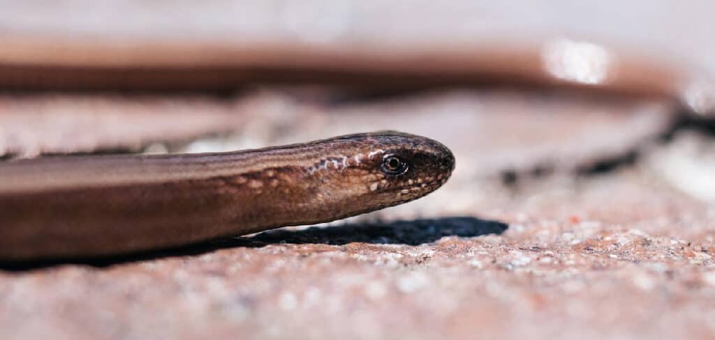 Slow Worm Spiritual Meaning