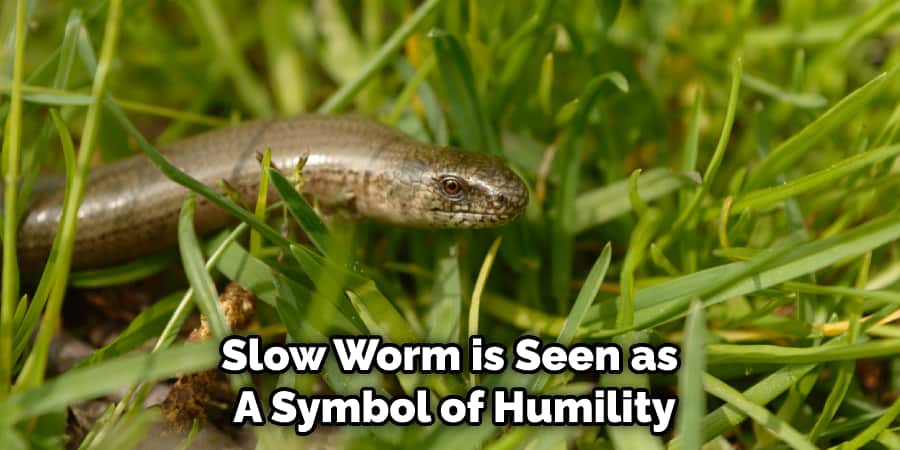 Slow Worm is Seen as  A Symbol of Humility
