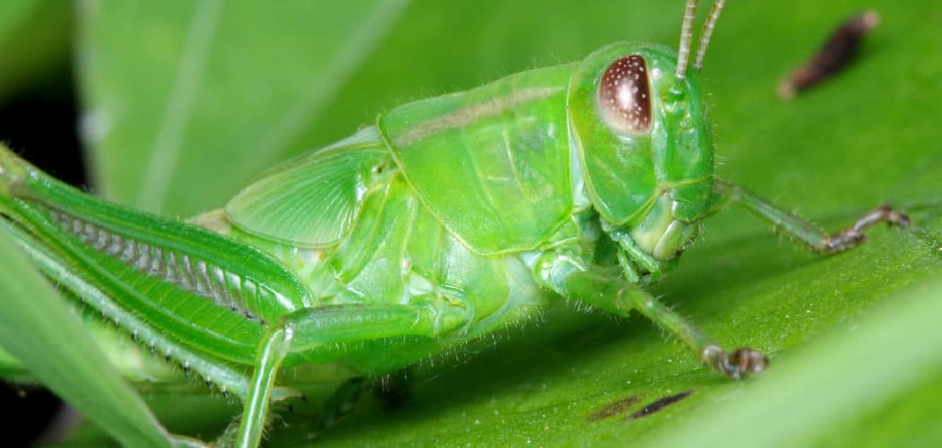 Spiritual Meaning of Green Grasshopper