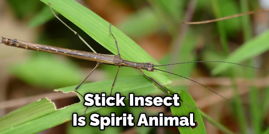 Stick Insect  Is Spirit Animal