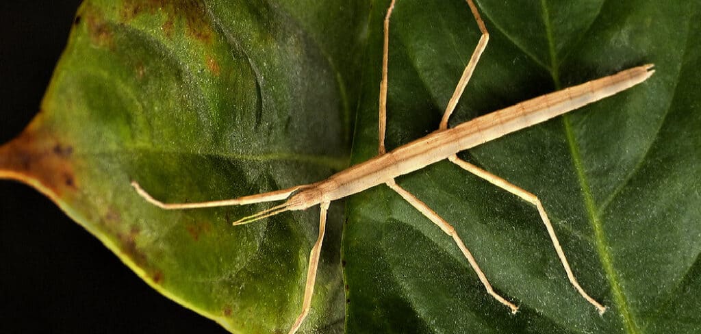 Stick Insect Spiritual Meaning