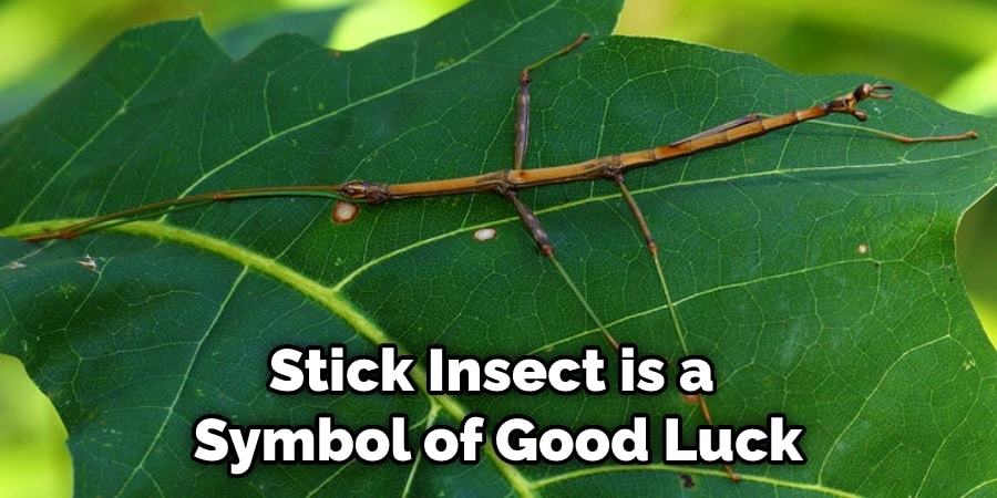 Stick Insect is a  Symbol of Good Luck