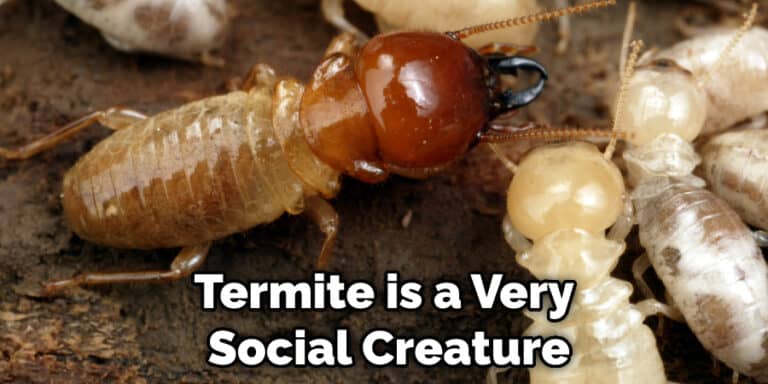 Termite Spiritual Meaning, Symbolism, and Totem (2022)