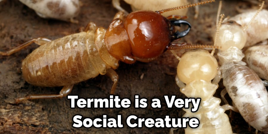 Termite is a Very  Social Creature