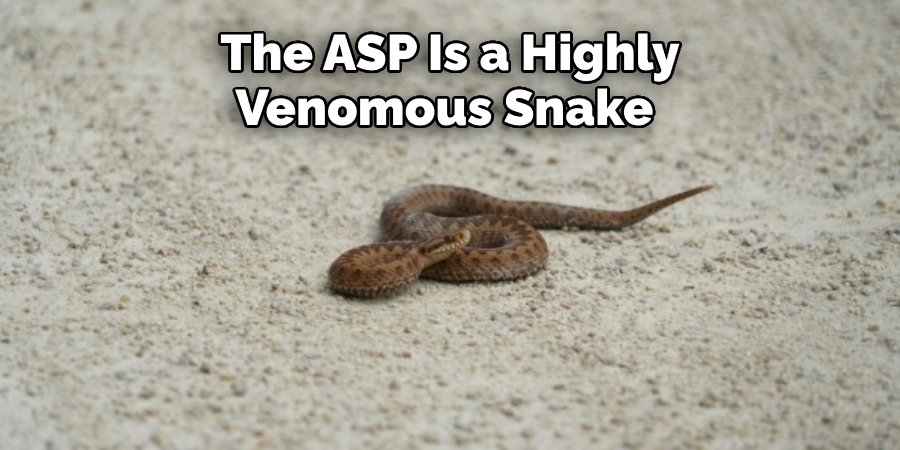 The ASP Is a Highly Venomous Snake 