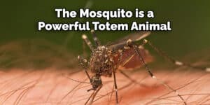 Mosquitoes Spiritual Meaning, Symbolism, and Totem (2023)