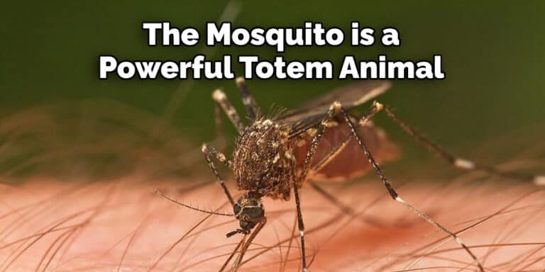 Mosquitoes Spiritual Meaning, Symbolism, and Totem (2023)