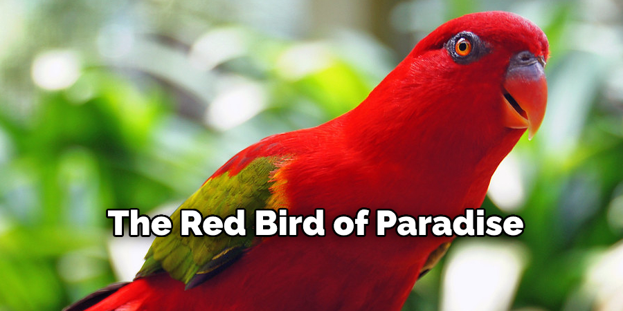 The Red Bird of Paradise. 