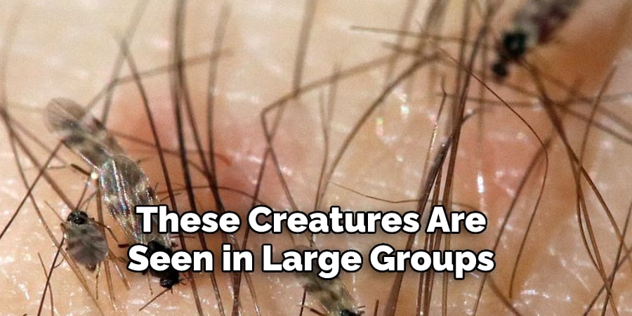 These Creatures Are  Seen in Large Groups