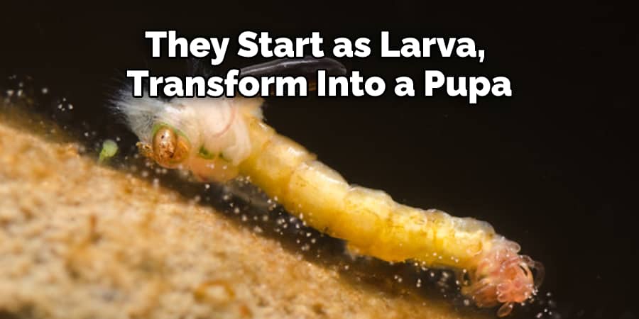 They Start as Larva, Transform Into a Pupa