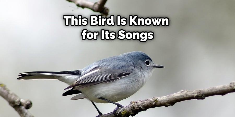 This Bird Is Known for Its Songs