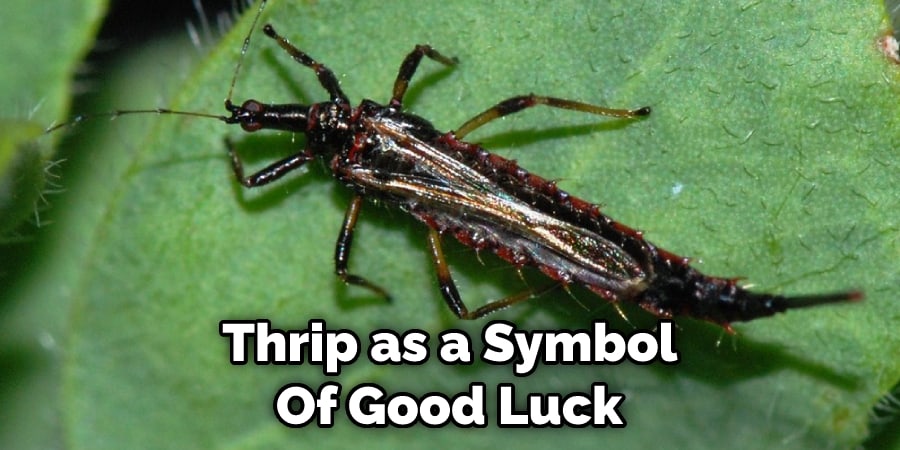 Thrip as a Symbol  Of Good Luck 