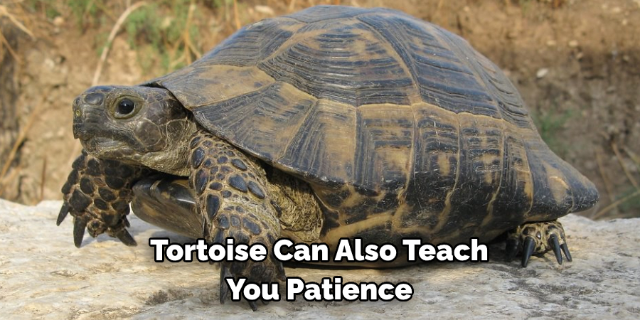 Tortoise Can Also Teach You Patience
