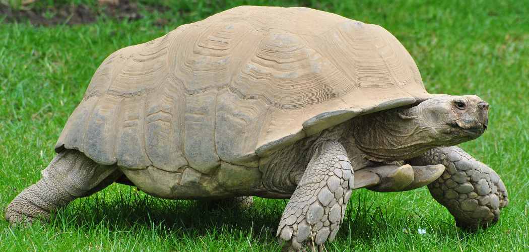 Tortoise Spiritual Meaning, Symbolism, and Totem (2022)