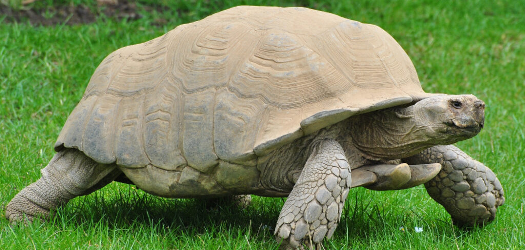 Tortoise Spiritual Meaning