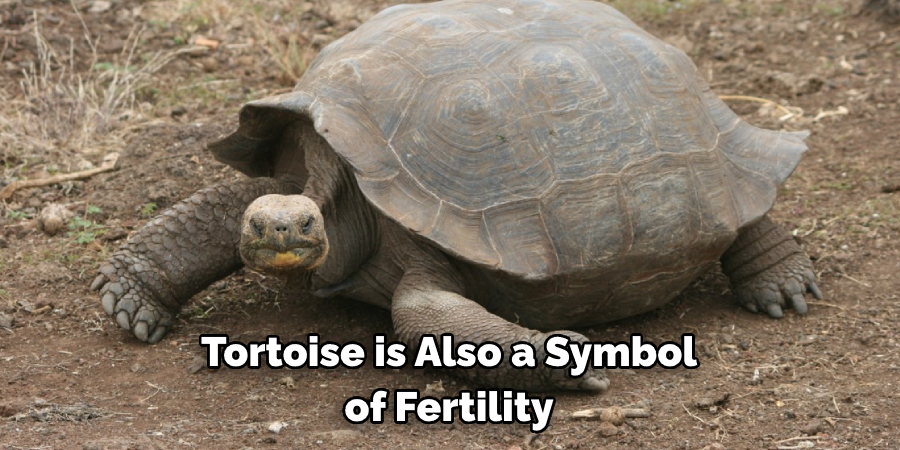 Tortoise is Also a Symbol of Fertility