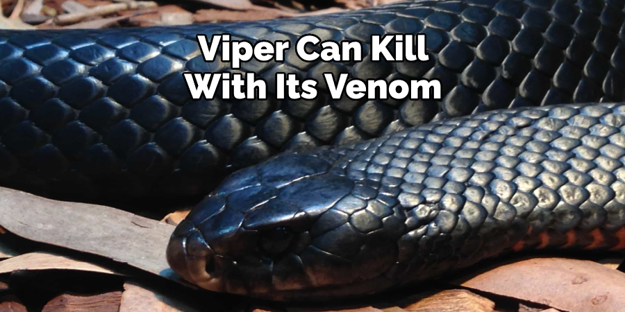 Viper Can Kill With Its Venom
