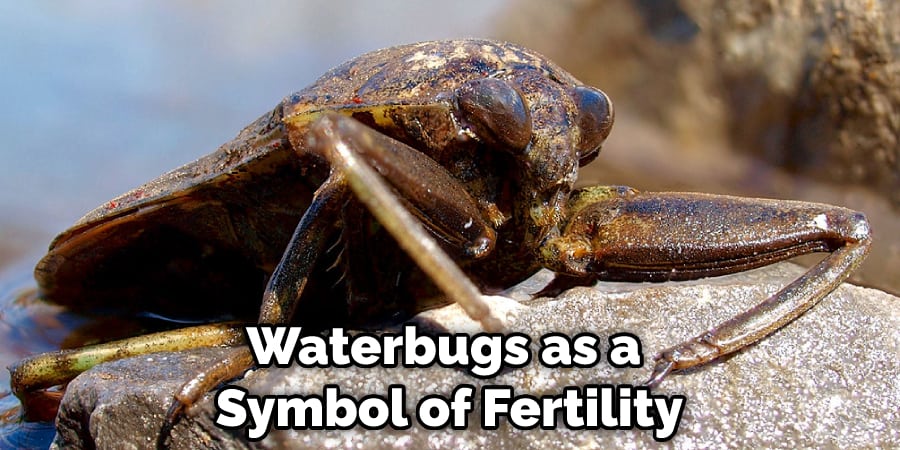Waterbugs as a  Symbol of Fertility