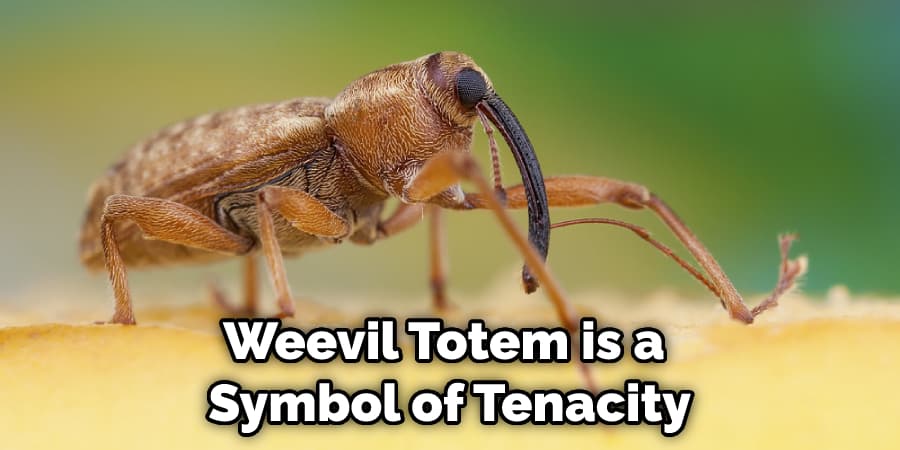 Weevil Totem is a  Symbol of Tenacity