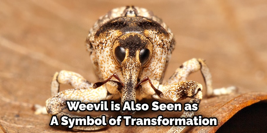 Weevil is Also Seen as  A Symbol of Transformation