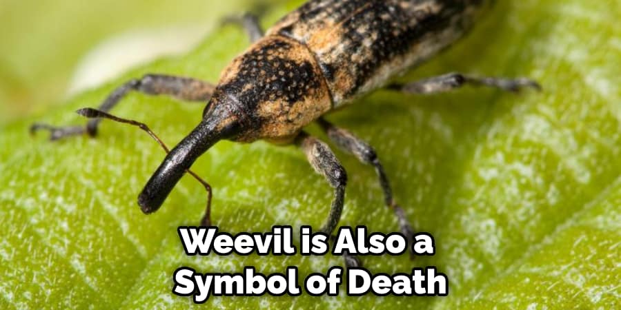 Weevil is Also a  Symbol of Death