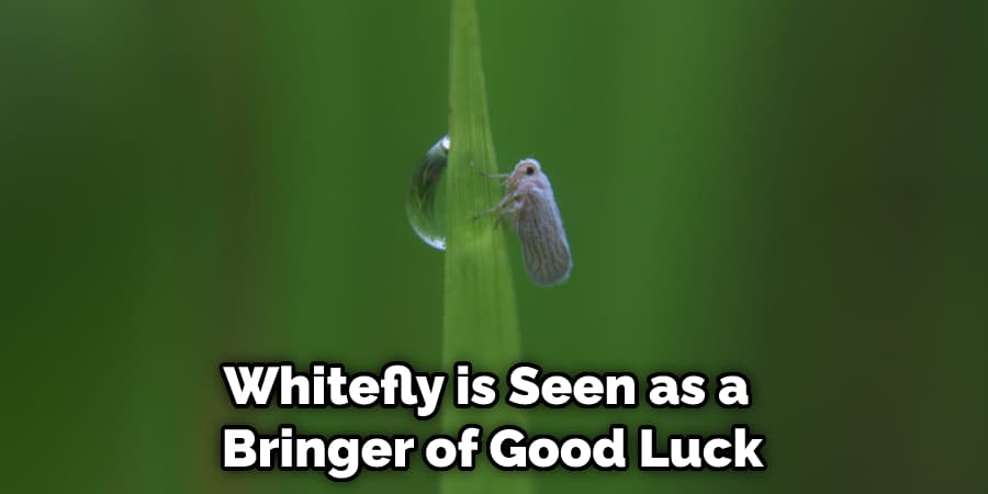 Whitefly is Seen as a  Bringer of Good Luck